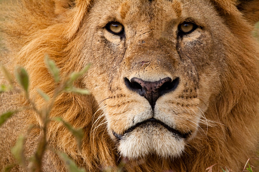 Portrait of furious lion. He shows his teeth opening mouth and takes an aggressive posture.