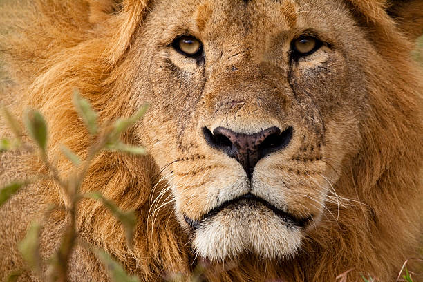Close-up portrait of a majestic lion's solemn face stock photo