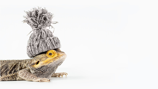 Close-up portrait of a sad male Australian Bearded dragon (Agama), with a winter knitted hat on his head isolated on white background, wide image 16:9, copy of the space. Climate changes concept.