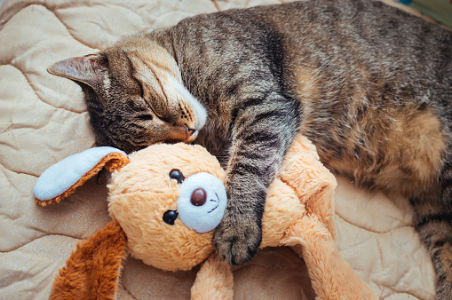 Close-up portrait of a sleeping cat on a bed hugging a toy