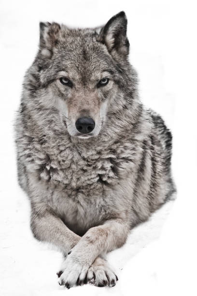 retrato do close up de um lobo, isolado no branco - wolf portrait - fotografias e filmes do acervo