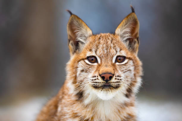 Close-up portrait of beautiful eurasian lynx in the forest Close-up portrait of beautiful young eurasian lynx or bobcat in the forest. Wild cat eyes looking into camera. bobcat stock pictures, royalty-free photos & images