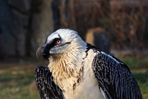 Close-up portrait of beautiful mountain bird Bearded Vulture sitting on the stone rock.