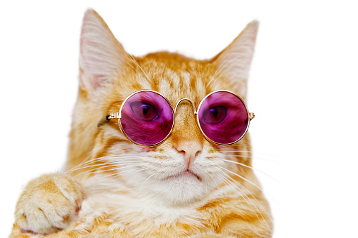 Closeup Portrait Of Funny Ginger Cat Wearing Colored Glasses Stock ...