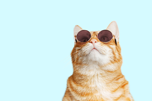 Closeup Portrait Of Funny Ginger Cat Wearing Sunglasses Isolated On ...