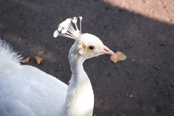close-up portret van witte vogel pauw peahen met veer kroon - vera pauw stockfoto's en -beelden