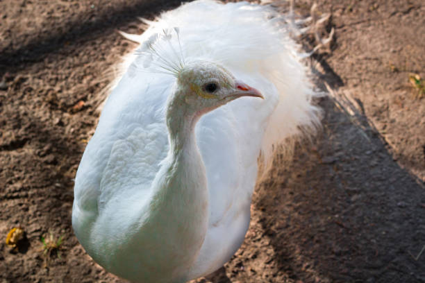 close-up portret van witte vogel pauw peahen met veren kroon - vera pauw stockfoto's en -beelden