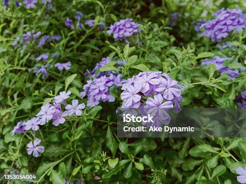 istock Close-up Purple Flowering Plants in the Bush 1353054004