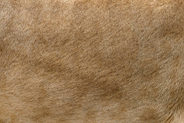 closeup echte leeuw bont textuur - dierenhaar stockfoto's en -beelden