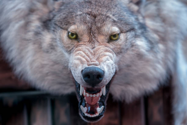 textura real da pele da cabeça do lobo do close up. - wolf portrait - fotografias e filmes do acervo