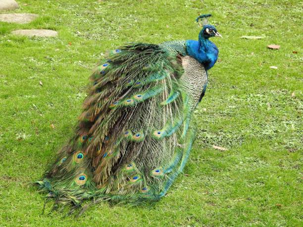 close-up achtermening van pauw met gegolfde staartveren - peacock back stockfoto's en -beelden