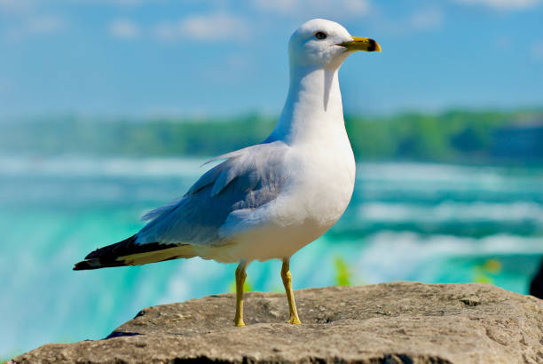 Close-Up, Seagull at Niagara Falls (Canada) stock photo