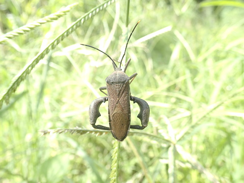Acanthocephala terminalis is a species of leaf-footed bug in the family Coreidae.  It is found in North America.