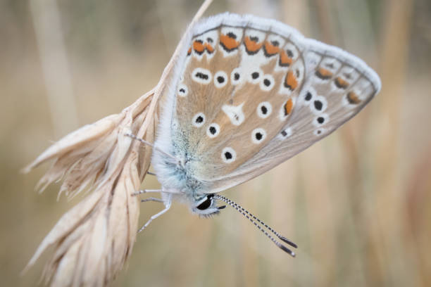 close-up shot van een gemeenschappelijk blue butterfly. - reigate stockfoto's en -beelden