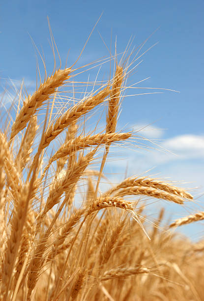 A close-up shot of a ripe summer wheat stock photo