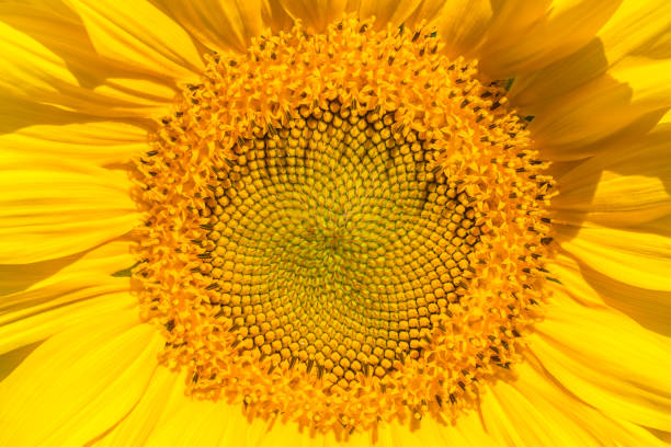 Closeup shot of a sunflower head. Fibonacci sequence pattern. Macro photography stock photo