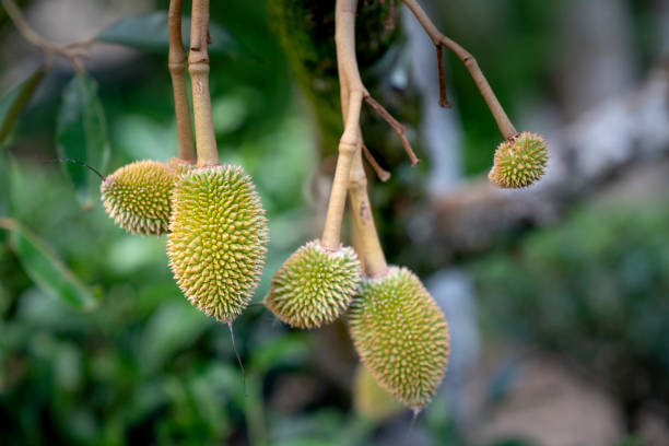 close-up shot of baby durian fruits on trees stock photo