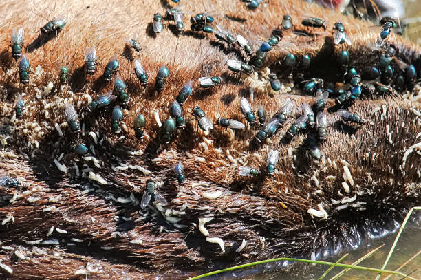 A closeup shot of flies and maggots on fur A closeup shot of flies and maggots on fur. maggot stock pictures, royalty-free photos & images