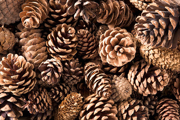 Close-up shot of numerous pine cones stock photo