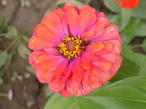 Close-up shot of the one Zinnia flower in the garden