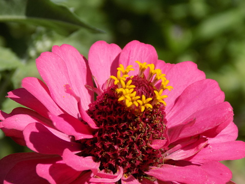 Close-up shot of the one Zinnia flower in the garden