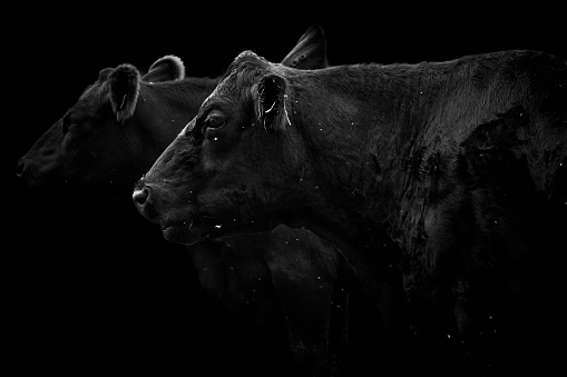 Close-up side view of two black cows looking away and isolated on black background