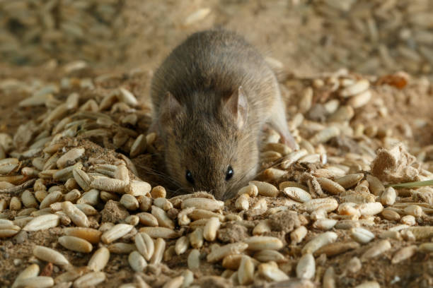 Closeup small  vole mouse digs a hole into grain in warehouse and looks at camera. Concept of fighting with rodents. stock photo