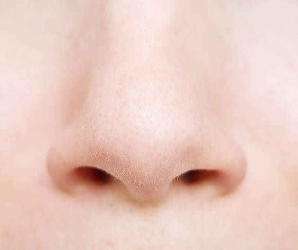 Human Nose Stock Photos Pictures Royalty Free Images Istock