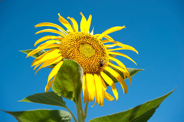 Close-up sunflower stock photo