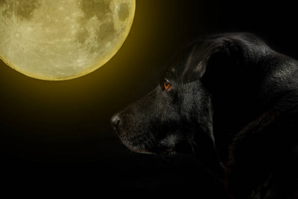 Closeup the black dogs with full moon on black background. Happy Halloween Concept. Dark tone. stock photo