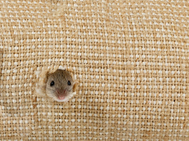 closeup the head of the field mouse (Apodemus agrarius) peeps from the hole in the linen sack and looking at camera stock photo