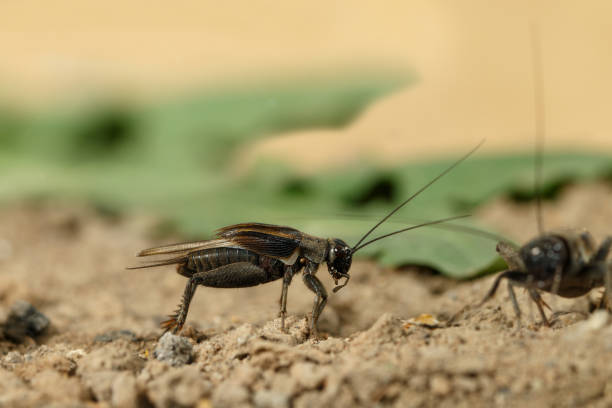 Closeup the male and female cricket  n a sand on background of green leaves in desert at sunny day. Male mating call. stock photo
