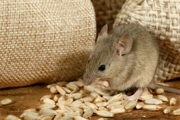 closeup the mouse eats the grain near the burlap bags on the floor of the pantry stock photo