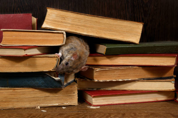 Close-up the rat gnaws spine of the book on pile of old books. stock photo