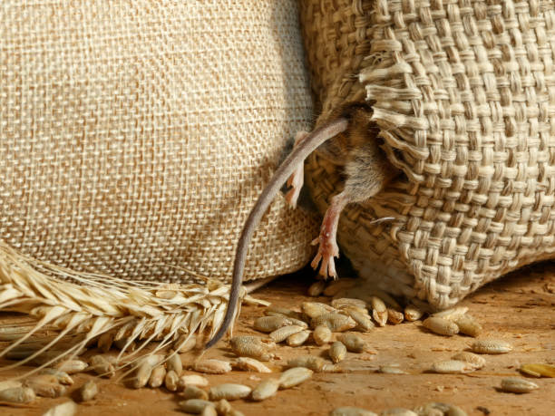 closeup the vole mouse gets into a hole in the sack of grain in the  storehouse stock photo