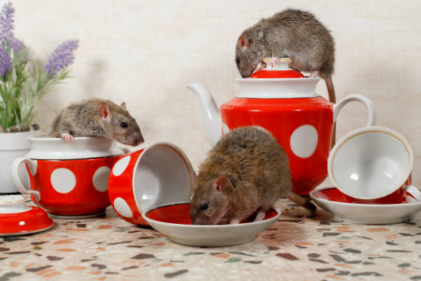 Close-up three rats on countertop at kitchen. stock photo
