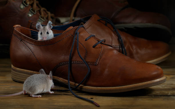 Close-up two mice and leather brown shoes on the wooden floors. stock photo