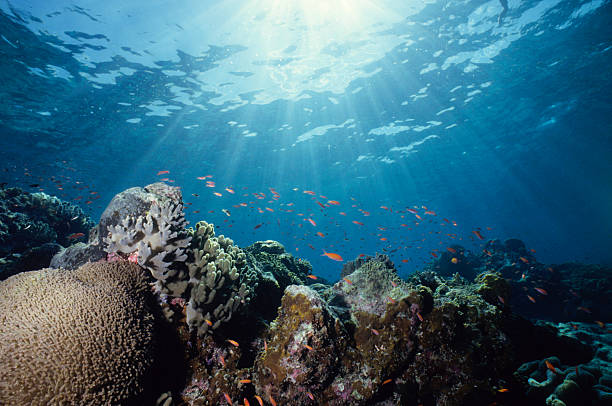 클로즈업 바닷속이 슛 선으로나 색상화 리프 - great barrier reef 뉴스 사진 이미지