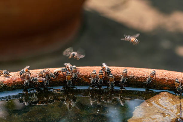 Closeup view group of honey bees flying, walking and drinking water at the lotus basin. stock photo