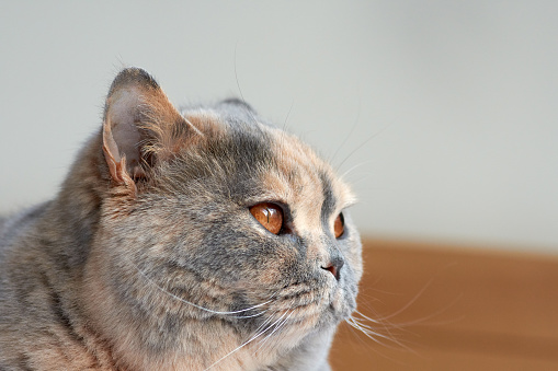 Closeup View Of A Bluecream British Cat Lying On The Bed She Has