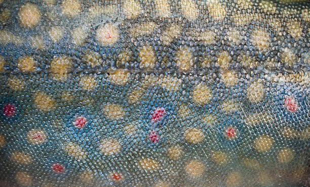 Close-up view of a brook trout's skin Close-up view of a brook trout skin. brook trout stock pictures, royalty-free photos & images