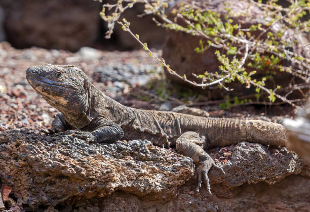 Close-up view of a Giant El Hierro Lizard (Gallotia simonyi) stock photo