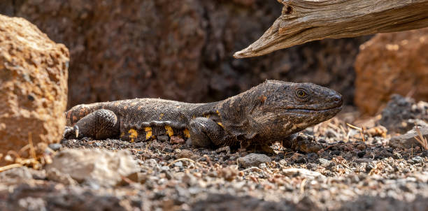 Close-up view of a Giant El Hierro Lizard stock photo