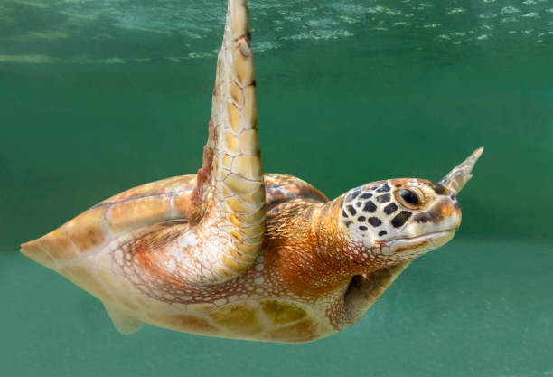 Close-up view of a Green Sea turtle stock photo