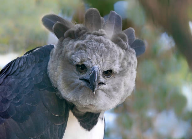 Close-up view of a Harpy eagle stock photo