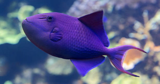 Close-up view of a Redtoothed triggerfish stock photo