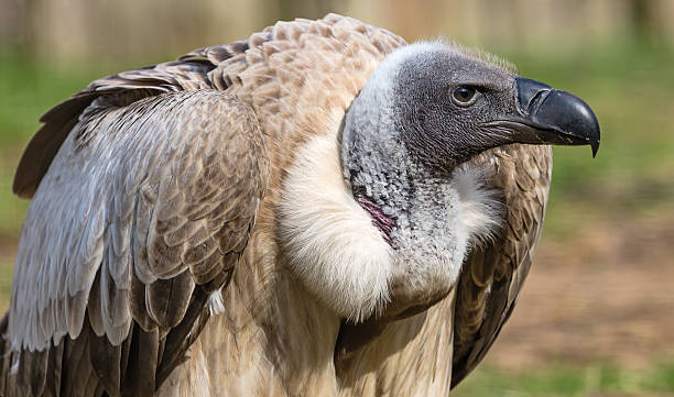 Close-up view of a White-backed vulture stock photo