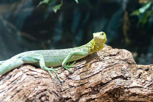 This shot shows a closeup, side view of an emeral tree monitor with a yellow head, resting on a tree stump.