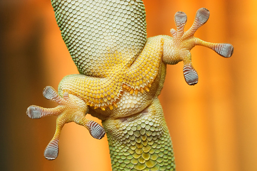Madagascar Day Gecko on White isolated background