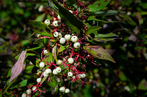 Close-up view of the white berries of the poison sumac plant in the autumn with an out-of-focus bckground